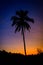 Silhouette coconut palm trees at twilight time