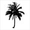 Silhouette coconut tree. vector logo design. natural plant