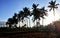Silhouette of coconut trees in the rice fields in the morning