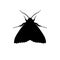 Silhouette of codling moth