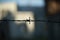 Silhouette of coils of old rusty barbed wire