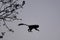 Silhouette: Colobus monkey leaps between trees at dusk