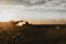 Silhouette of combine harvester hidden in the clouds of dust in the distance, who is harvesting the crop of oilseed rape