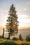 Silhouette of coniferous tree at sunset