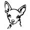 The silhouette, contour of the muzzle of a Chihuahua breed in black over a white background is drawn by lines of various widths