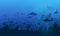 Silhouette of coral reef with dolphin, shark, stingray, turtle and shipwrecks on the blue seabed.