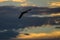 Silhouette of Cormorant Flying in the Dusky Sunset Sky