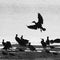 Silhouette of a cormorant that is about to land on the lakeshore in its flock, black and white, abstract