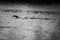 Silhouette of cormorant in water. Black and white