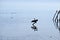 Silhouette of Cormorants Sunbathing on a Log in a Lake