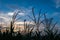 Silhouette corn field meadow farm and blue sky in twilight