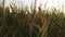 Silhouette of corn stalk tassels in front of a golden sunset