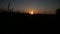 Silhouette of corn stalk tassels in front of a golden sunset.