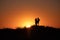 silhouette of a couple with sunset background in Australia outback