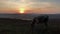 Silhouette of cow eating grass in field at sunset.