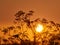 Silhouette Of Cow Parsley Against A Sunrise