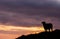 Silhouette of cow in the sunset, Azores travel destination, happy