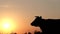 Silhouette of a cow at sunset. Sacred animal of India