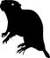 Silhouette of coypu