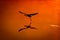 Silhouette of a crane flying over a reflective orange lake at sunset