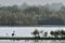 Silhouette of Crane at Sunrise Lake. Foggy Morning. Common Crane, Grus grus, Eurasian Crane.