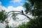 Silhouette of Crow on branch