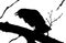 Silhouette of Crow on branch of a tree