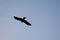 Silhouette crow captured in a blue sky while flying