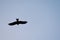 Silhouette crow captured in a blue sky while flying