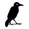 Silhouette of crow. Illustration silhouette of a crow