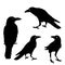 Silhouette of a crows in different positions.  illustration. black ravens on grey. Isolated. rook illustration.