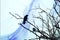 Silhouette of crows in a tree