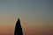 The silhouette of a cypress tree against the evening sky, with vapour trails