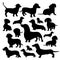 Silhouette of a Dachshund. Black silhouette of a dog, set of illustrations on a white