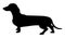 Silhouette of a dachshund breed dog