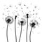 Silhouette of a dandelion with flying seeds. Black contour of a dandelion. Black and white illustration of a flower