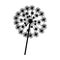 silhouette dandelion with stem and pistil closeup