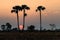 Silhouette,Dark tree on open field dramatic sunrise.