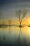 Silhouette of dead tree