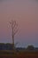 Silhouette of a dead tree with birds