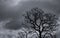 Silhouette dead tree and branch on grey sky background. Black branches of tree. Nature texture background. Art background for sad