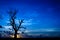 Silhouette dead tree on dark blue sky