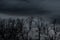 Silhouette dead tree on dark dramatic sky and black clouds. Dark sky and dead tree background for Halloween day. Dead tree