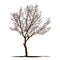Silhouette dead tree without leaves. isolated plant vector