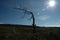 Silhouette of a dead tree on the shore of the white sea Terskiy Bereg