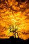 Silhouette of dead tree with sky on fire, burnt tree with branches rising to cloudy and dramatic sky