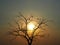 Silhouette dead tree with twig branches at sunrise