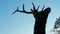 Silhouette of a deer against the blue sky on a cold winter snowy day