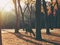 Silhouette deer in the autumn at Nara park, Japan