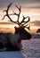 Silhouette of deer in the snow during sunset. Animal in wildlife. Winter landscape during sunset with deer.